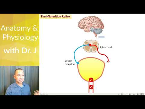 PHYL 142 | Urinary | The Micturition Reflex [2020]
