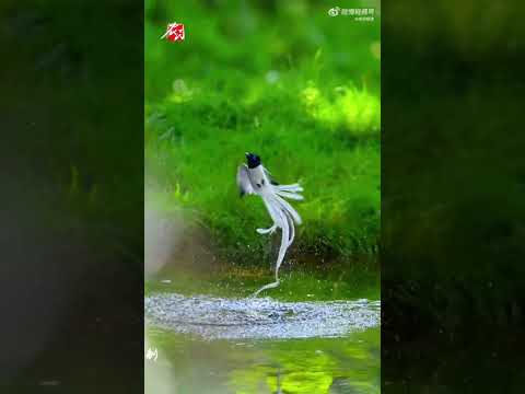 【見者好運！#吉祥鳥林間戲水仙氣飄飄】近日，河南平頂山，一隻壽帶鳥入水瞬間仙氣飄飄、絲滑飄逸。 壽帶鳥又名綬帶鳥，在古代常被用做吉祥圖案紋祥，囙此也被稱為“吉祥鳥”。#壽帶鳥入水瞬間仿佛林中仙子