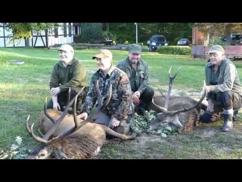 9 Jäger haben 13 Rothirsche in 5 Tagen erlegt - Hirschbrunft in Pommern! 13 stags in 5 days!