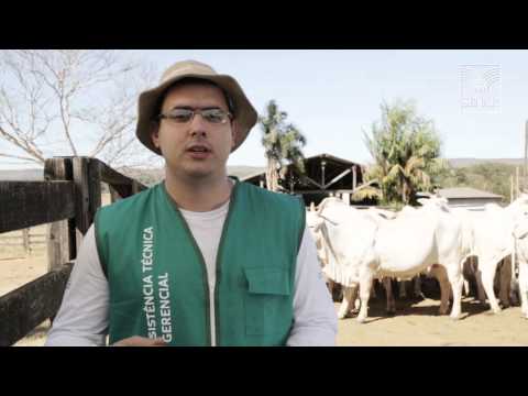 SENAR em Campo: Bovinocultura de Corte - Controle de berne, Carrapato e mosca dos chifre