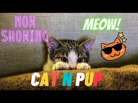 CATS will make you LAUGH - Funny CATS Compilation with Funny Cats Reaction Clip 5...CAT N PUP...