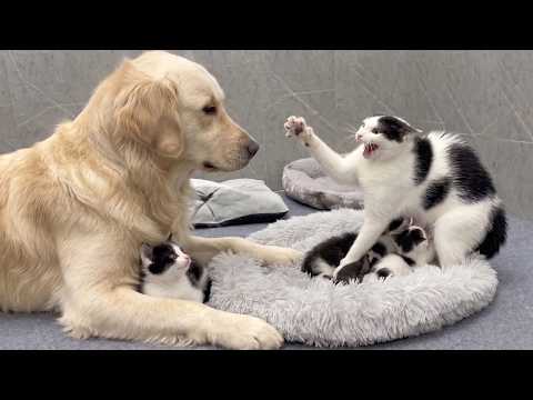 YouTube 썸네일