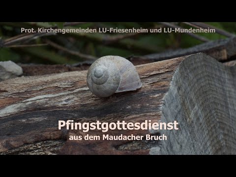 Pfingstgottesdienst aus dem Maudacher Bruch