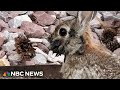 Rabbits with ‘tentacles’ spotted in Colorado