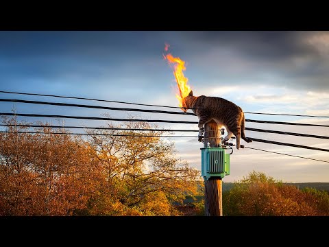 11 times animals were electrocuted