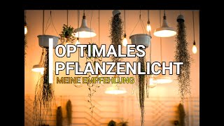 Pflanzenlampe - nur EINE Lampe für VIELE Pflanzen (Pflanzenlicht)