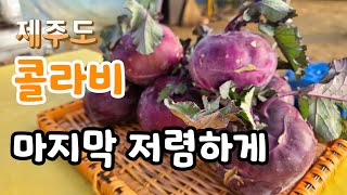 제주도 콜라비) 마지막 저렴하게 15kg