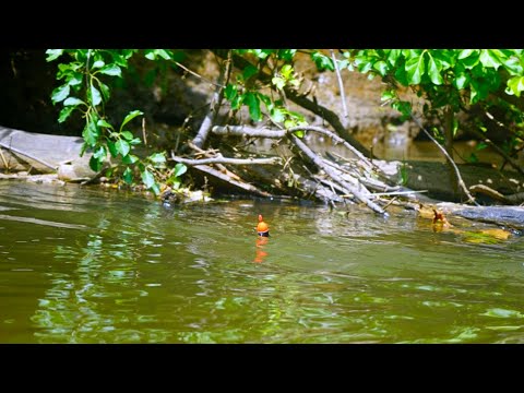 AMAZING SUMMER STEELHEAD BOBBER DOWNS! - Skamania Steelhead Float Fishing 2024