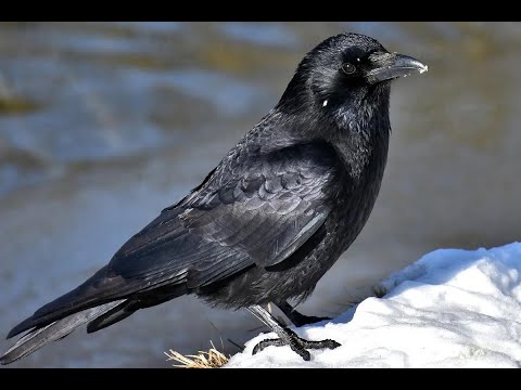 Interpretation of seeing a crow in a dream    between pessimism and optimism