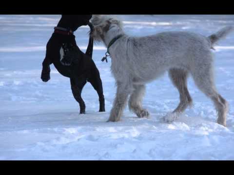 Roxie and Farina -  A Love Story HD 720p