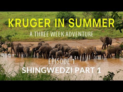 KRUGER IN SUMMER - a three week adventure - SHINGWEDZI Part 1 (Episode 1)