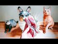 I Buy WEIRD Raw Food For My Pets