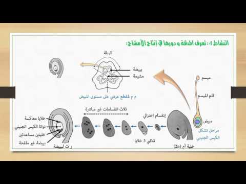 التوالد الجنسي عند كاسيات البذور علوم الحياة والأرض جذع مشترك