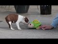 Boston Terrier dogs for sale: Shawn - Video 1