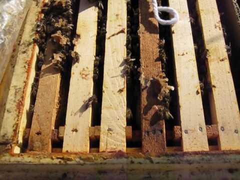 o familie in poliuretan