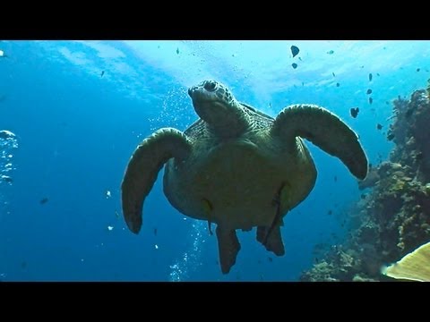 Bunaken National Park, Dive Site, Part.2, Bunaken (Nationalpark Bunaken),Indonesien