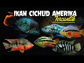 Jenis Ikan Hias Yang Berasal Dari Amerika Tengah Dan Selatan