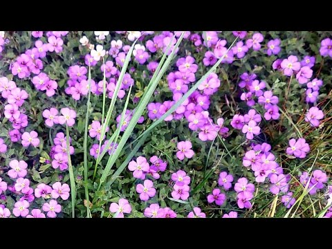 Natural beautiful flowers - nupur's gallery