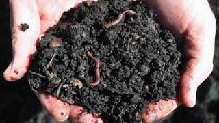 Video: The Cesspool of Sin