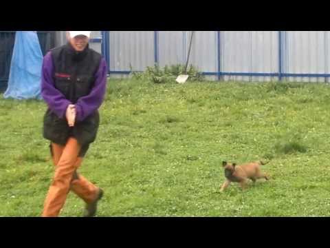 puppies BO.,,,Antrax OSTRARIKA a Ester pod CVILINEM,6.11.2013.