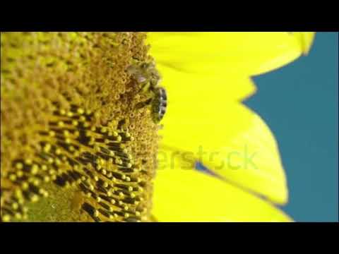 Stock Footage Of Bees Part One