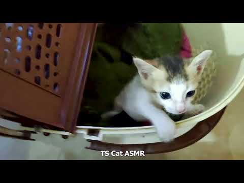 Kitten Meowing ( ASMR ) Sound