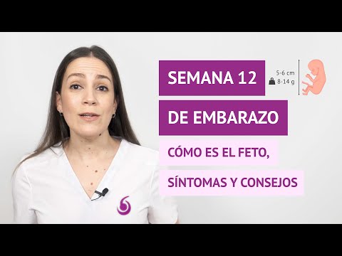 Semana 12 de embarazo: ¿Cuánto mide el bebé y qué síntomas son habituales?