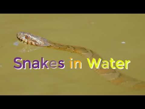 snake in dream meaning download free snake in dream meaning download free