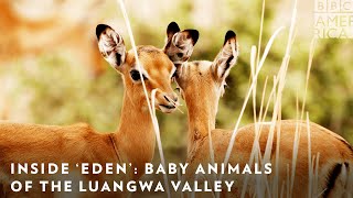 Inside ‘Eden’: Baby Animals of the Luangwa Valley 🐵 BBC America & AMC