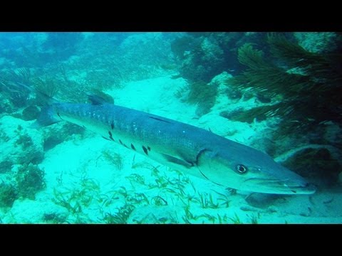 Snorkeling Sea Garden Reef | Florida Keys