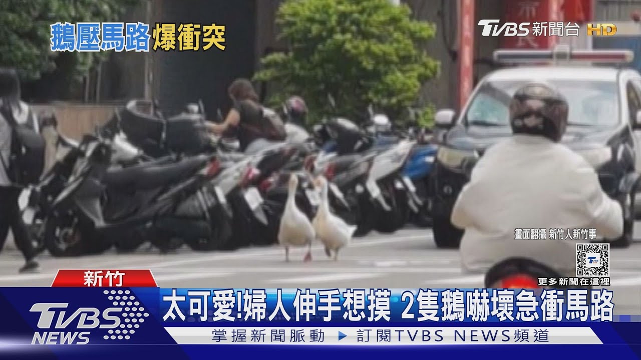 放任2鵝馬路逛大街 飼主遭制止竟嗆警:閉嘴