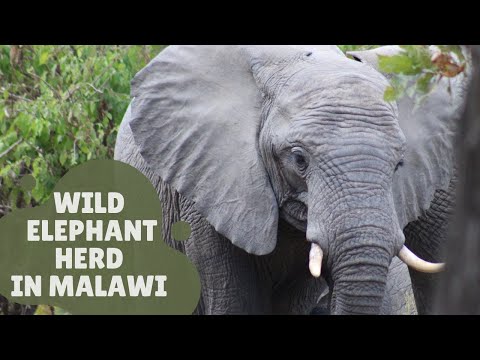 Wild Elephant Herd Passing Through Hippo Territory | Malawi, Africa