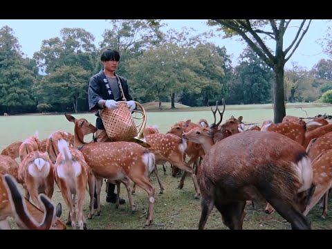 【奈良ホテル公式チャンネル】鹿寄せと春日大社参道の朝のお散歩 PR動画