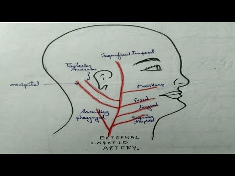 External carotid artery branches in 9 min. on tips.