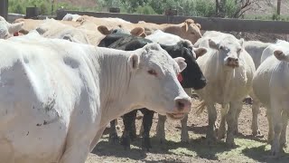 Ranchers deal with drought daily on Western Slope
