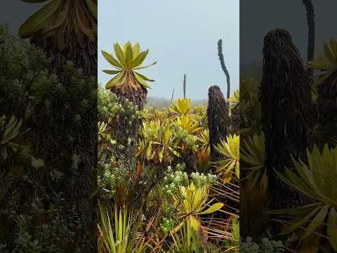 Páramo Bordoncillo Santiago Putumayo Colombia