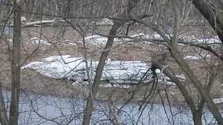 preview picture of video 'Geese returning to the Chemung, Spring 2015'