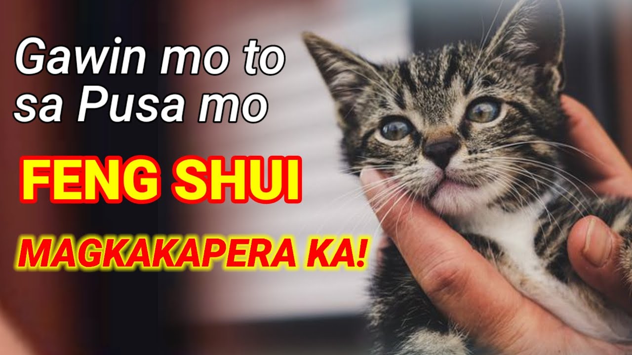 GAWIN MO ITO SA PUSA MO NGAYONG 2022 ASAHAN MO NA ANG SWERTE AYON SA FENG SHUI