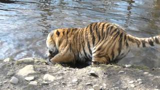preview picture of video 'Amur (Siberian) Tiger at the Highland Wildlife Park.'