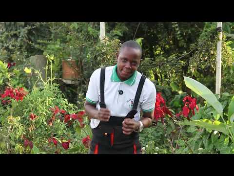 Ekyama Ekiri Mu Business y'Ebimuli Ng'oli Waka Kivumbuddwa