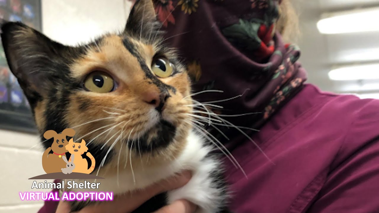 PSA: Virtual Pet Adoptions