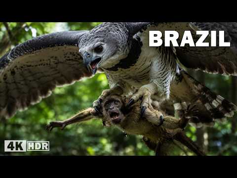 Wild Brazil