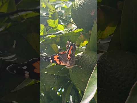 Wings of Grace|| Butterfly on orange