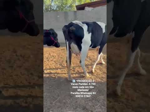 3 Vacas Paridas: 4.700 reais cada em São Mamede/ Paraíba.Whatsapp 84 99810 2784* #gado