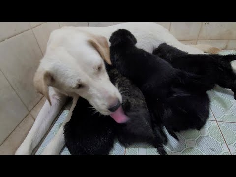 Mother Dog Cleaning And Feeds Puppies – ASMR Dog Licking