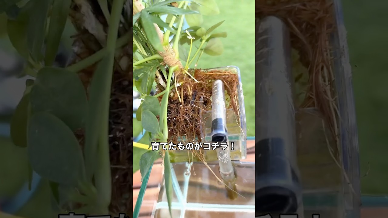 水槽でモリモリ植物を育てる🪴 #育て方 #観葉植物 #魚