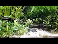 okefenokee hat das Video Betta Imbellis auf Futtersuche (5OJ50YqDOXE) zum Beispiel The Meadow hochgeladen.