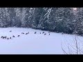 Bigfoot Sighting