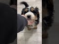 Mini Bernedoodle dogs for sale: Benji - Video 1