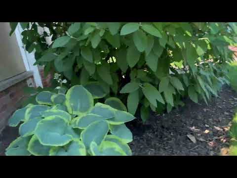 How the Ants Got Inside in Morganville, NJ